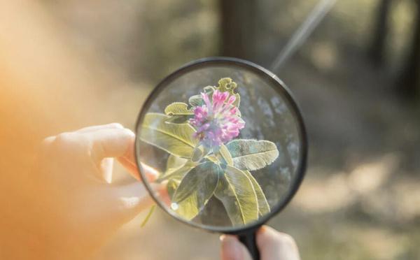 La science fête les beaux jours à San Ghjulianu 