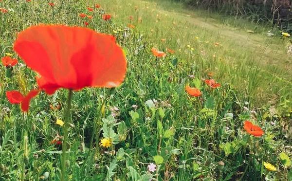 A màghjina : i pampasgioli di a falata di Ficaghjola