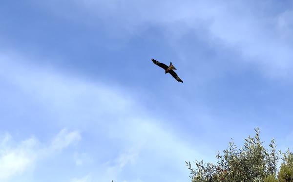 A màghjina :  U Filanciu vola nant'à i paisaghji di Corsica