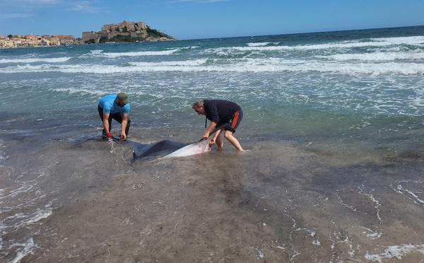 Calvi : une raie géante s'échoue sur la plage. Des promeneurs la repoussent au large