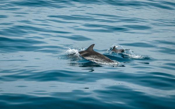Autour de la Corse, une cohabitation délicate entre cétacés et plaisanciers