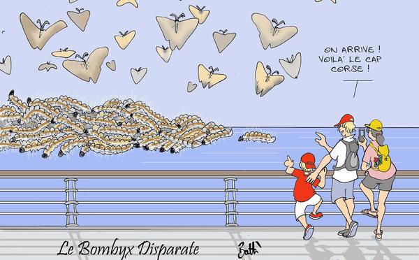 Le dessin de Battì : U manghja-fronde capicursinu