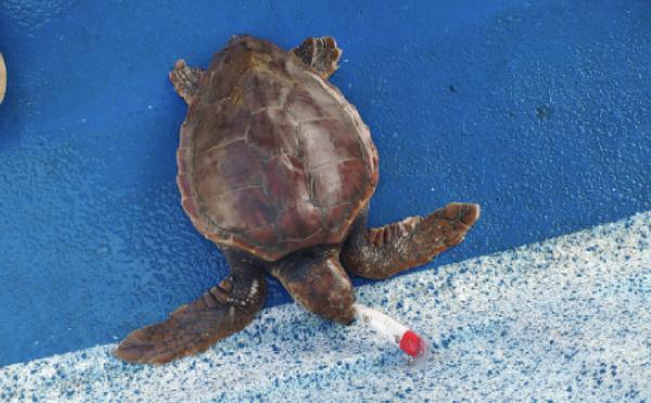 Une tortue caouanne en détresse secourue au large de Centuri