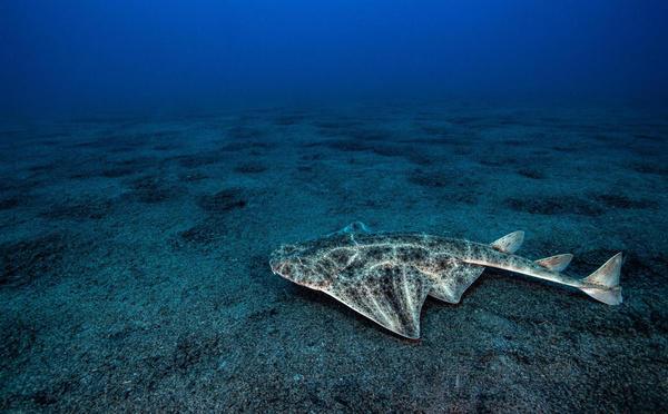 L’ange de mer, un requin menacé dont la Corse est le dernier refuge