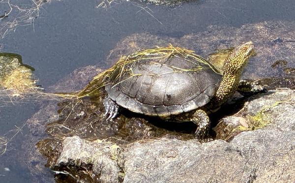 Galeria : rencontre avec une tortue discrète au barrage de Calca