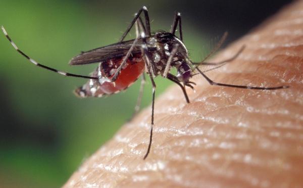 Un troisième cas autochtone de chikungunya confirmé à Porticcio
