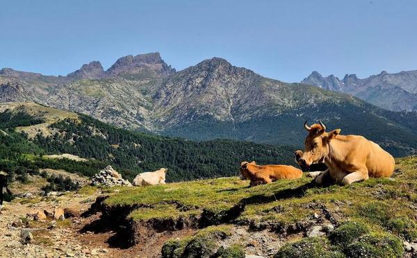 U tempu in Corsica