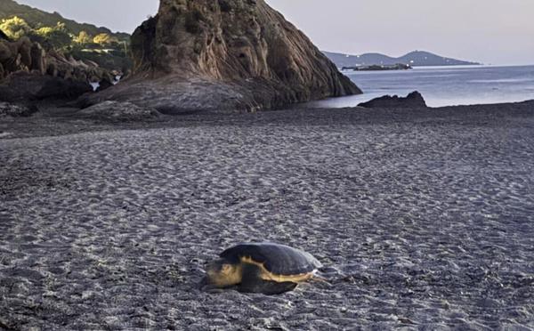 Plage du Ruppione : La saison des pontes a démarré pour les tortues marines 