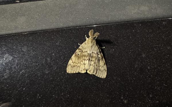 Bombyx disparate : pourquoi ces papillons sont si nombreux en Corse cet été ?