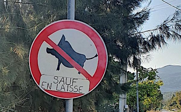 Vol insolite à Casaperta : le panneau “Interdit aux sangliers (sauf en laisse)” a disparu !