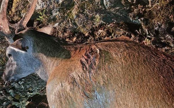 Un cerf tué à Castifau, le PNRC dépose plainte