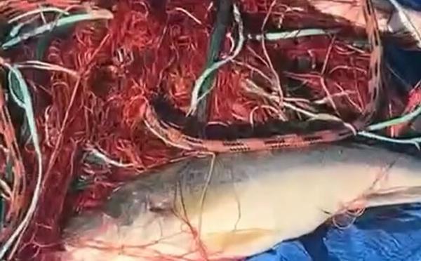 Aleria - Des pêcheurs en colère contre l'OEHC