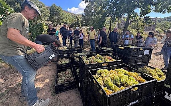 Pioggiola - Des vendanges à près de 850 mètres d’altitude