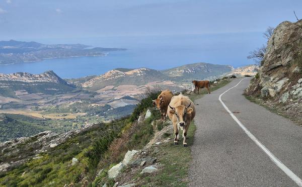 A màghjina - Regine di a strada di u Pignu