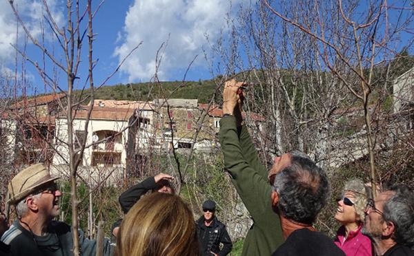 Mazzola : Un verger conservatoire pour les pommiers anciens