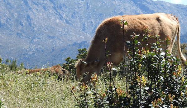 Casalabriva : quatre adolescents avouent le supplice d'une vache et son veau, diffusé sur les réseaux sociaux