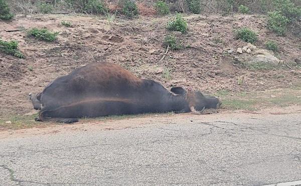 De nouveaux bovins tués sur la rive sud du golfe d’Ajaccio