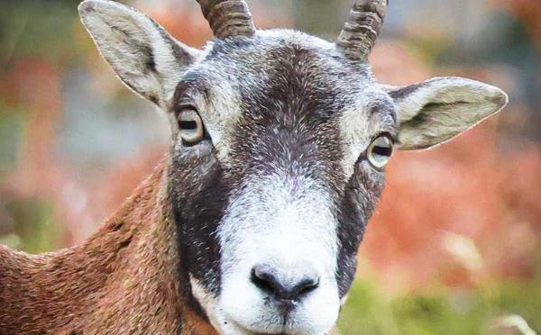 A màghjina - U bellu sguardu di u mufrone d’Ascu