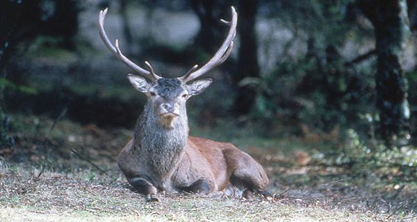Dégâts causés par le cerf corse : « On est dans un no man’s land juridique »
