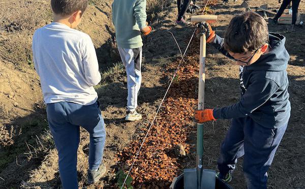À Patrimonio, des élèves plantent 250 arbres pour la protection des vignes