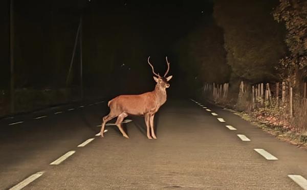 A màghjina - Strada d’Altiani, strada di i cervi