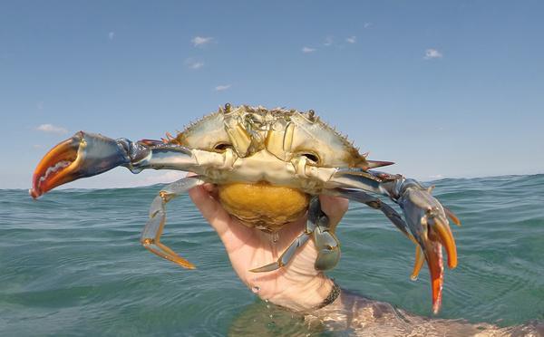 Le crabe bleu poursuit sa conquête des lagunes corses : une invasion sous surveillance permanente