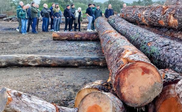 Sotta - Comment la nouvelle scierie portée par Delta Bois tente de relancer la filière insulaire