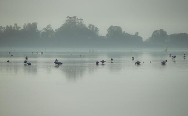 A màghjina - I flamingui di Chjurlinu