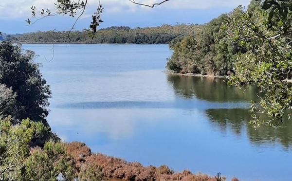 Haute-Corse : la pêche et la commercialisation des coquillages interdites à l’étang de Diana