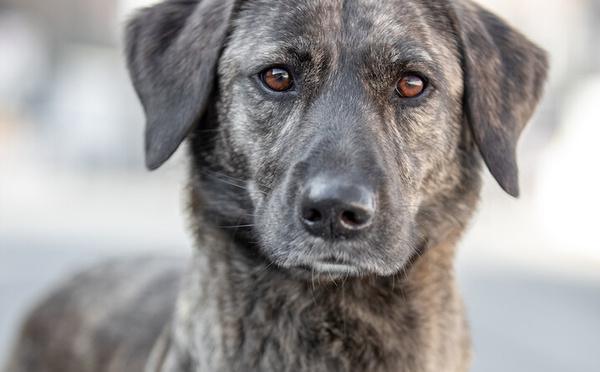 Quelles sont les races de chiens préférées des Corses en 2025 ?