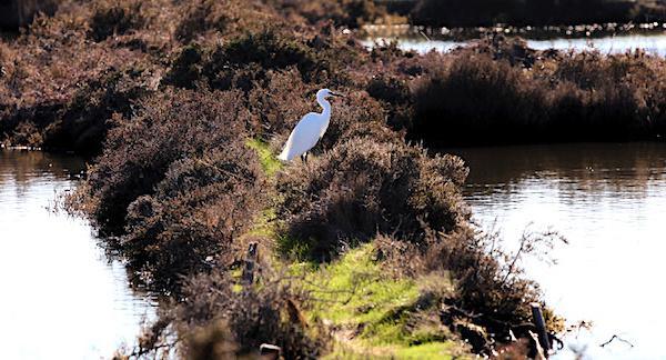 A màghjina - In i salini di Portivechju