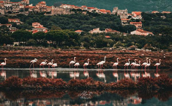 A màghjina - L’acelli di u sale