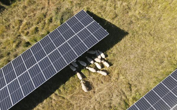Bientôt un parc agrivoltaïque à Linguizzetta ?