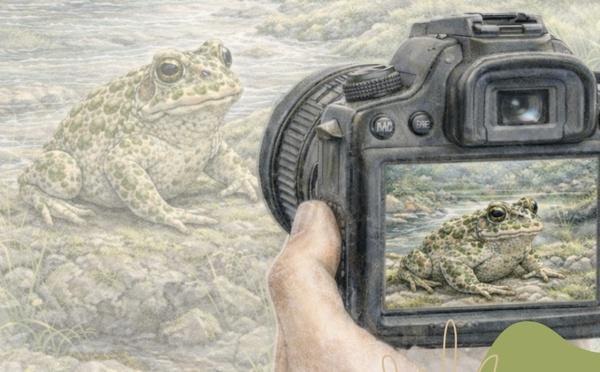 En Corse, les habitants invités à recenser cistudes d’Europe et crapauds verts pour mieux les protéger