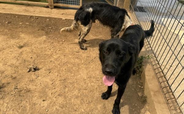 Corse : la question du bien-être des chiens de chasse relancée par une lettre ouverte