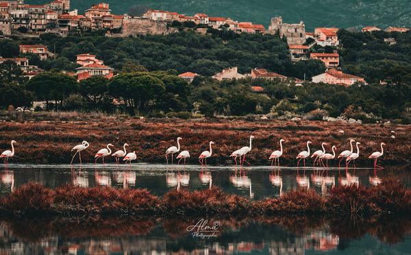 A màghjina - I fenicoteri d'i salini di Portivechju