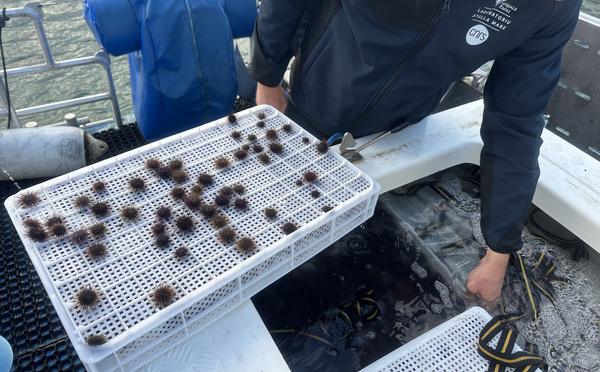 À Luri, Stella Mare relâche 70 000 oursins juvéniles