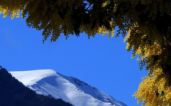 A màghjina - Trà neve è mimosa, a Lattiniccia saluta u veranu