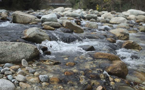 Corte : Faut-il s’inquiéter de la prolifération d’algues brunes dans nos cours d’eau ?