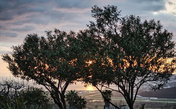 A màghjina - Aiacciu, sole è aliva di pace