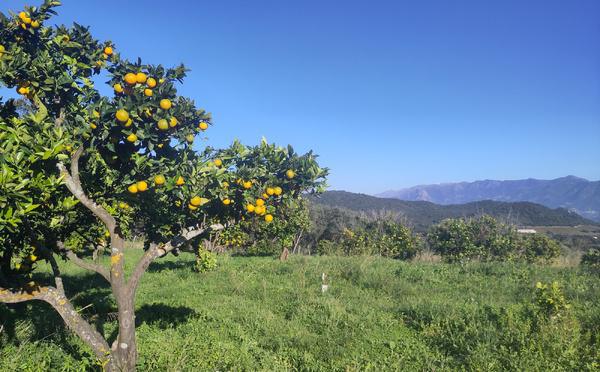 À Ajaccio, des terres privées mises au service de la nature