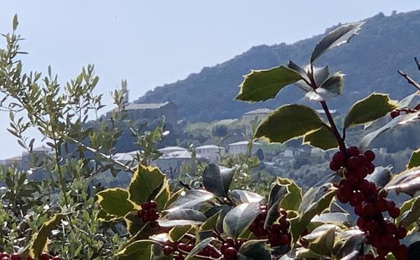 A màghjina - Sott’à u sole corsu, trà alivu è caracutu