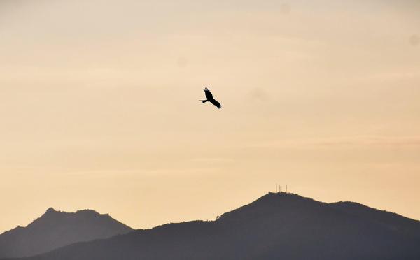 A màghjina - U filanciu, patrone di u celu ajaccinu