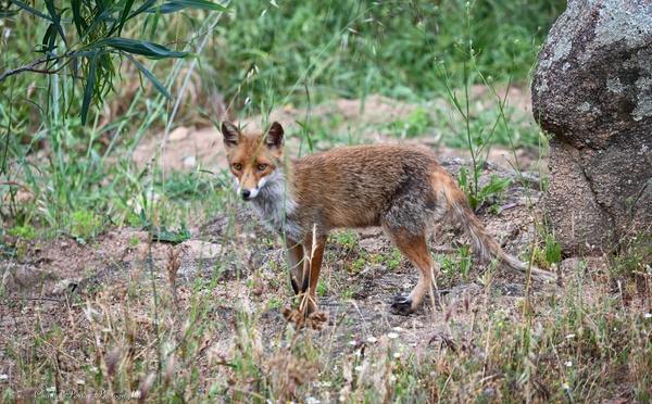 Le renard et les chats : une parenthèse de douceur à Porto-Vecchio
