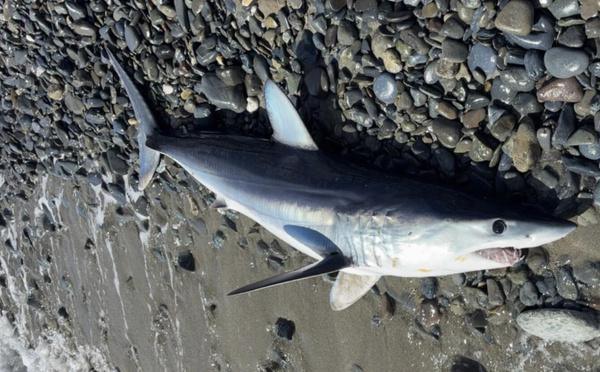 Un requin mako échoué à Santa-Maria-Poghju