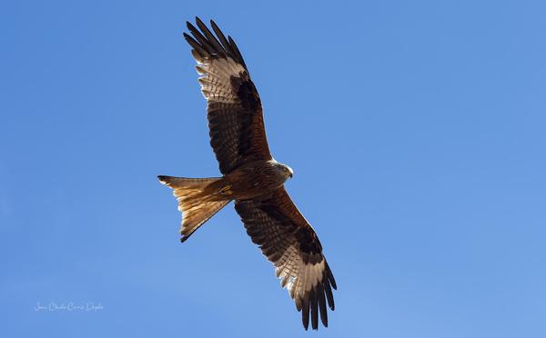 A màghjina - Filanciu di Corsica : un soffiu di libertà