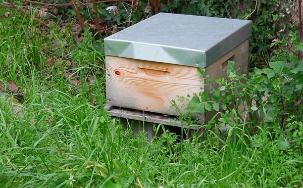 En Corse, les abeilles bousculées par des saisons qui ne ressemblent plus à celles d’avant