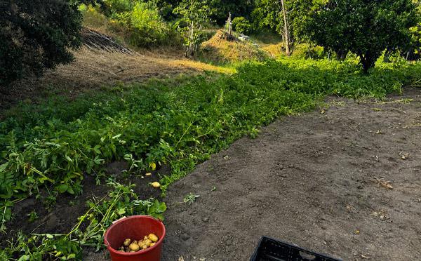 En Corse, près d'une personne sur trois vivant dans un ménage agricole est pauvre