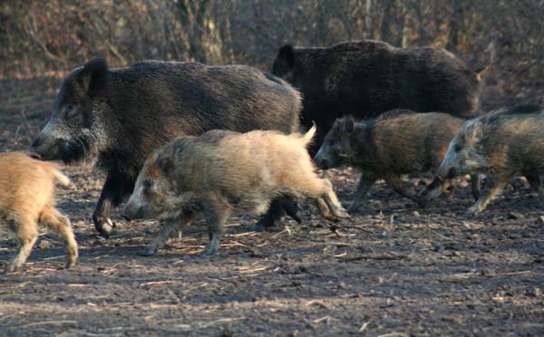 Face à la prolifération des sangliers, une période de destruction anticipée pour protéger les exploitations agricoles en Corse