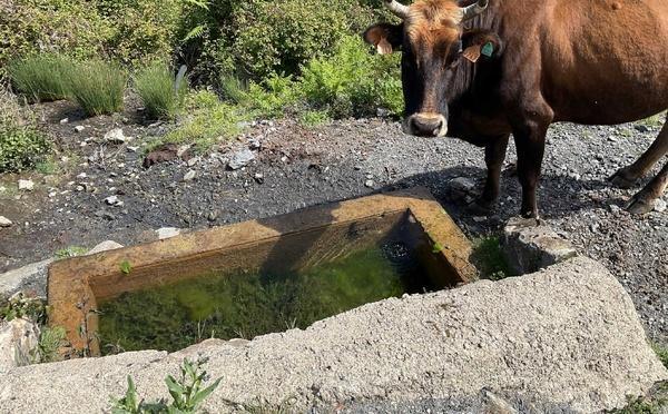 Bustanicu - Des abreuvoirs en montagne pour les animaux